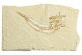 Cretaceous Fossil Fish - Lebanon #249881-1